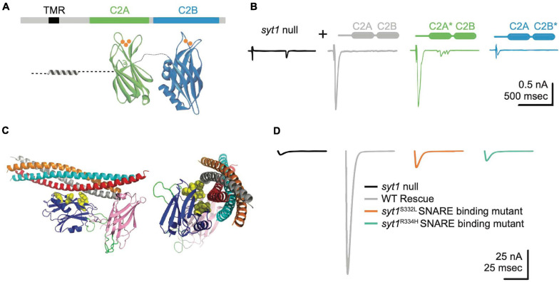 FIGURE 4