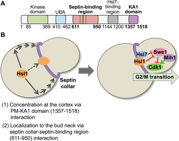 FIGURE 10: