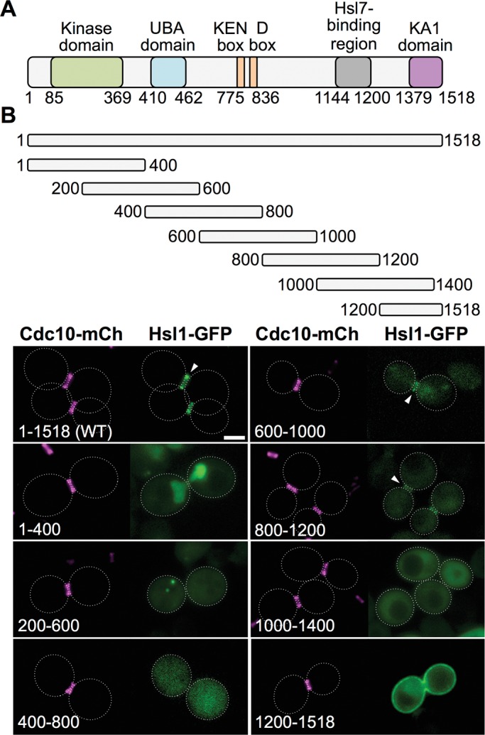 FIGURE 1: