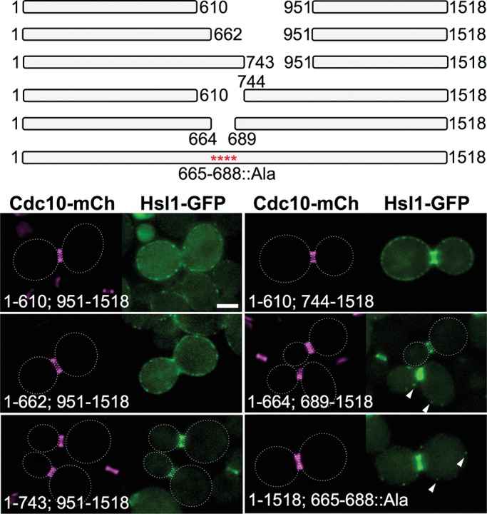 FIGURE 4: