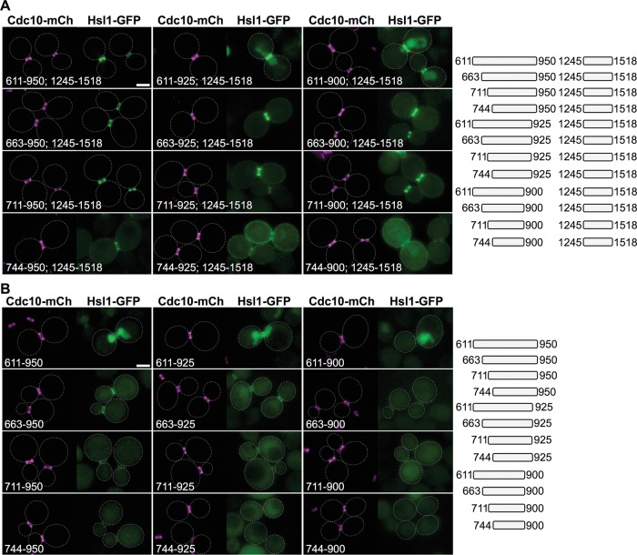 FIGURE 3: