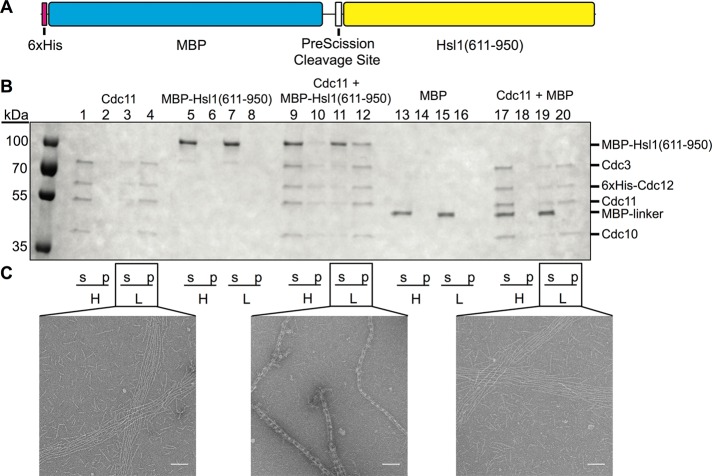 FIGURE 6: