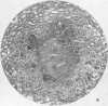 266-1
