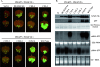 FIG. 3.