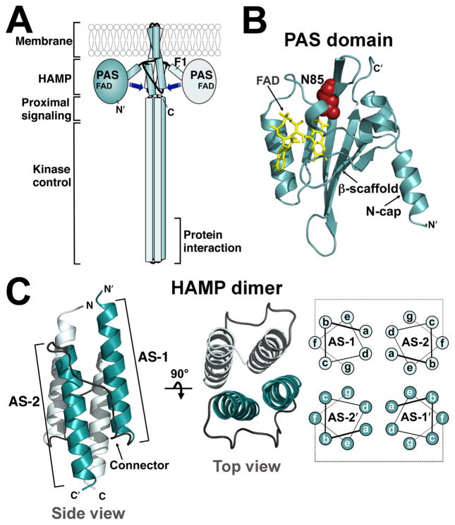 Fig. 1