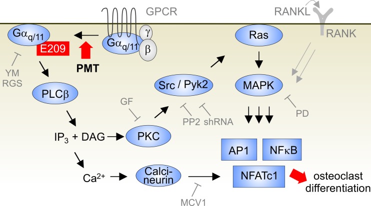 FIG 6 