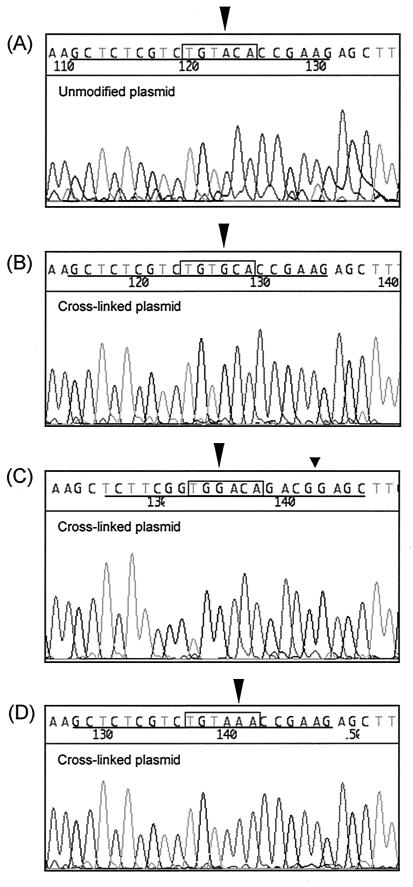 FIG. 5