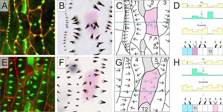 Figure 3—figure supplement 1.