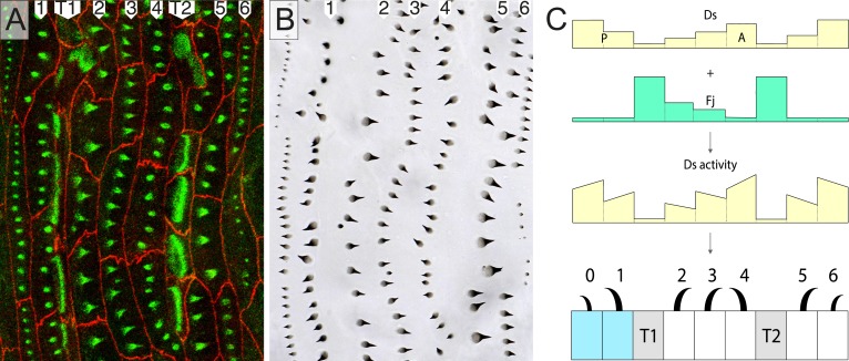 Figure 1.