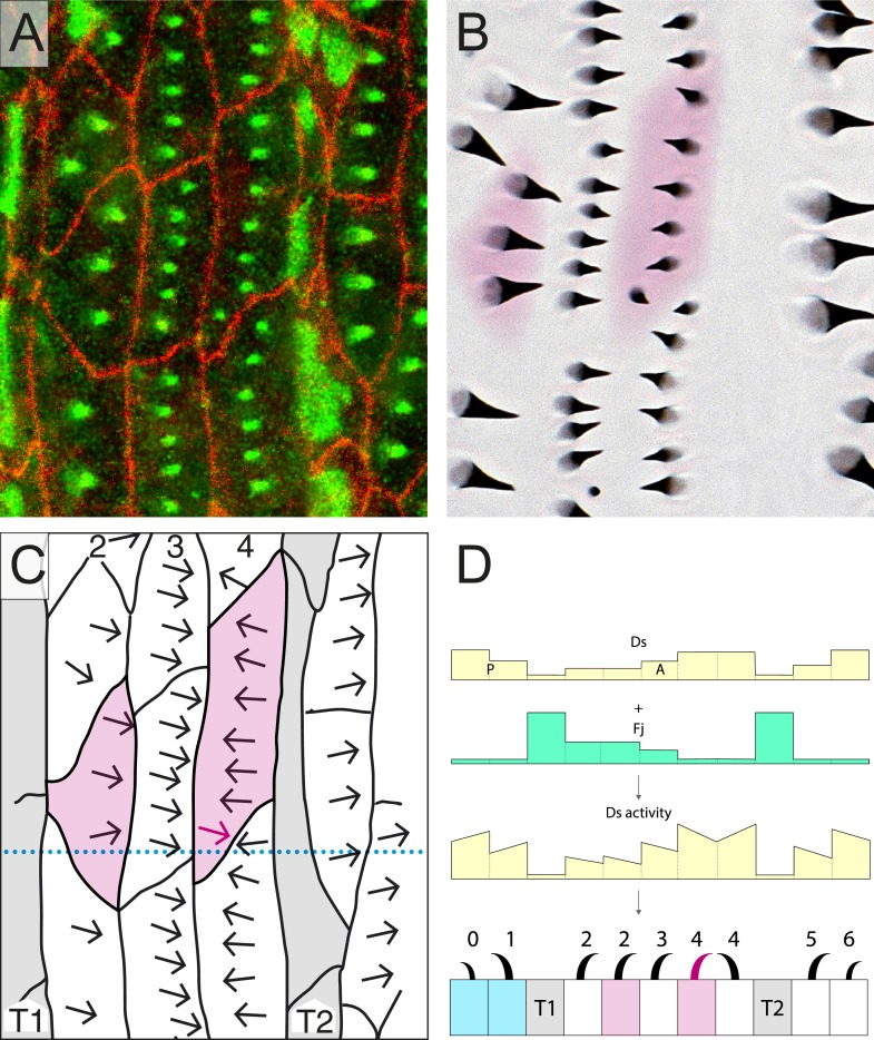 Figure 2—figure supplement 1.