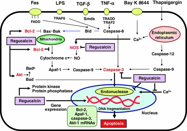 Fig. 1