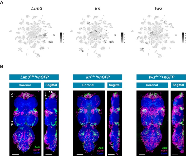 Figure 5—figure supplement 2.