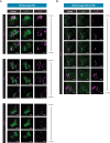 Figure 5—figure supplement 3.