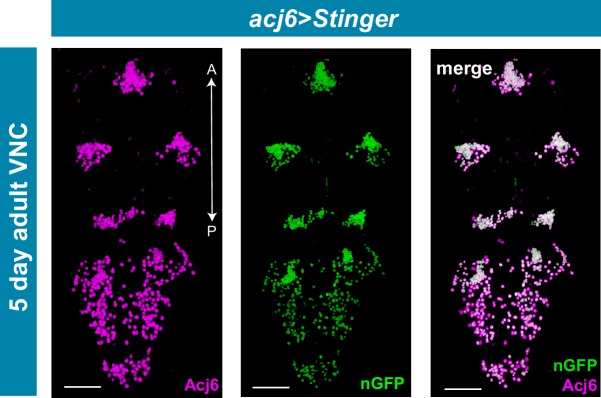 Figure 5—figure supplement 1.