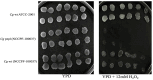 Fig. 8