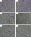 Fig. 10
