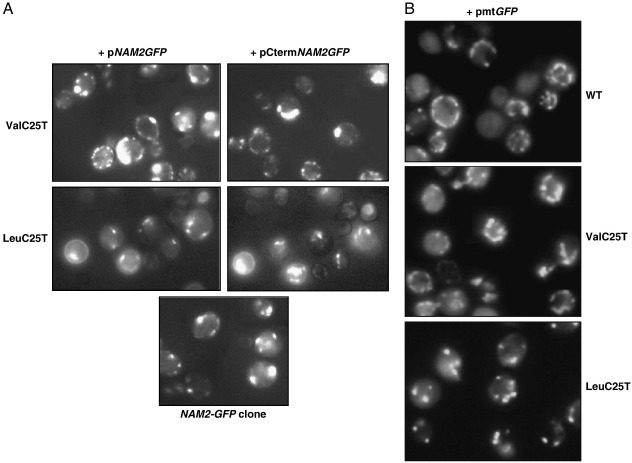 Fig. 4