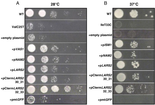 Fig. 3