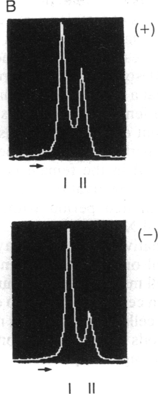 graphic file with name pnas01078-0275-b.jpg