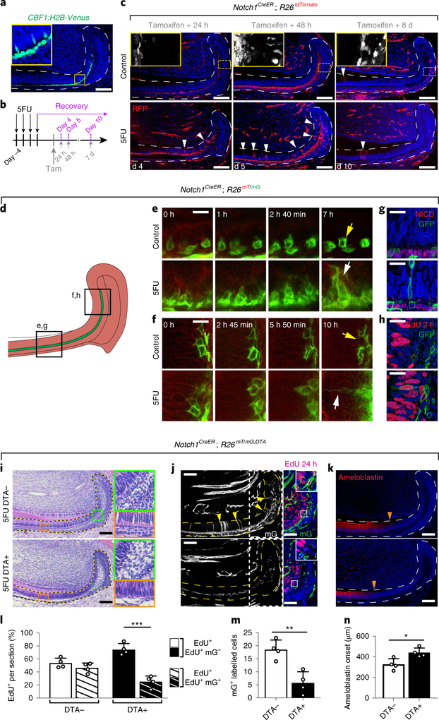 Fig. 7 |