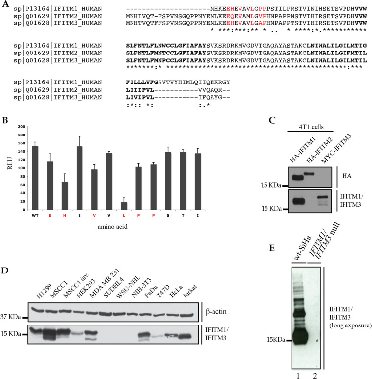 Supplementary Fig. 1