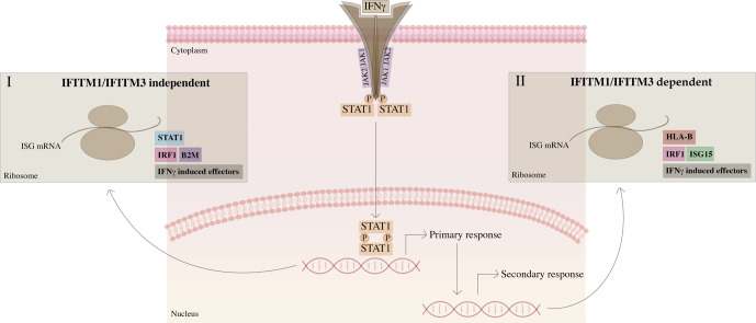 Unlabelled Image