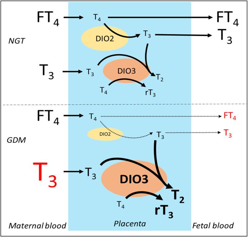 Fig 5