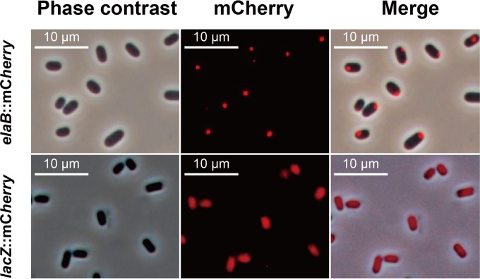 FIG 2