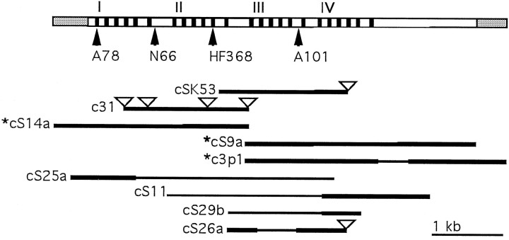 Fig. 1.