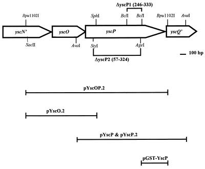 FIG. 1