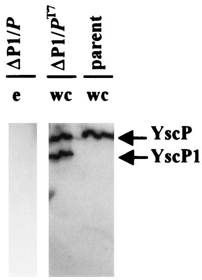 FIG. 7