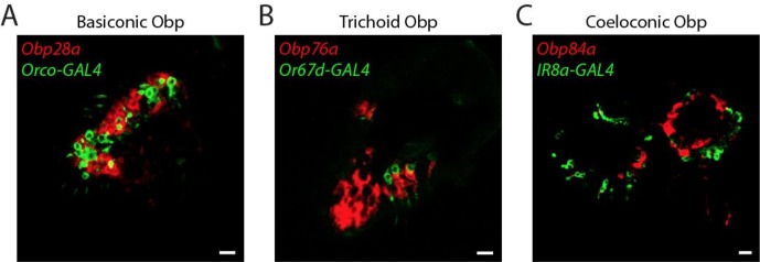 Figure 4—figure supplement 1.