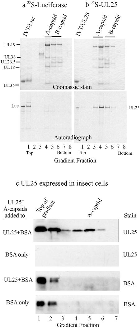 FIG. 5.