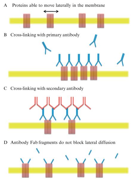 Figure 6.4