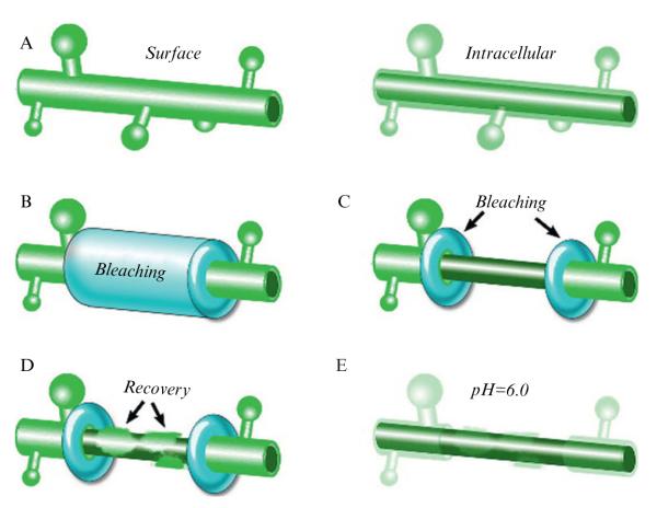 Figure 6.5