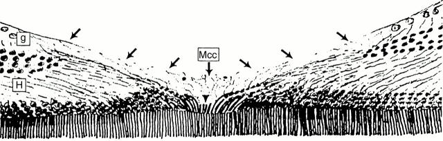 Figure 1  