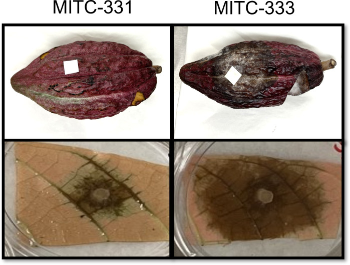 Fig 2