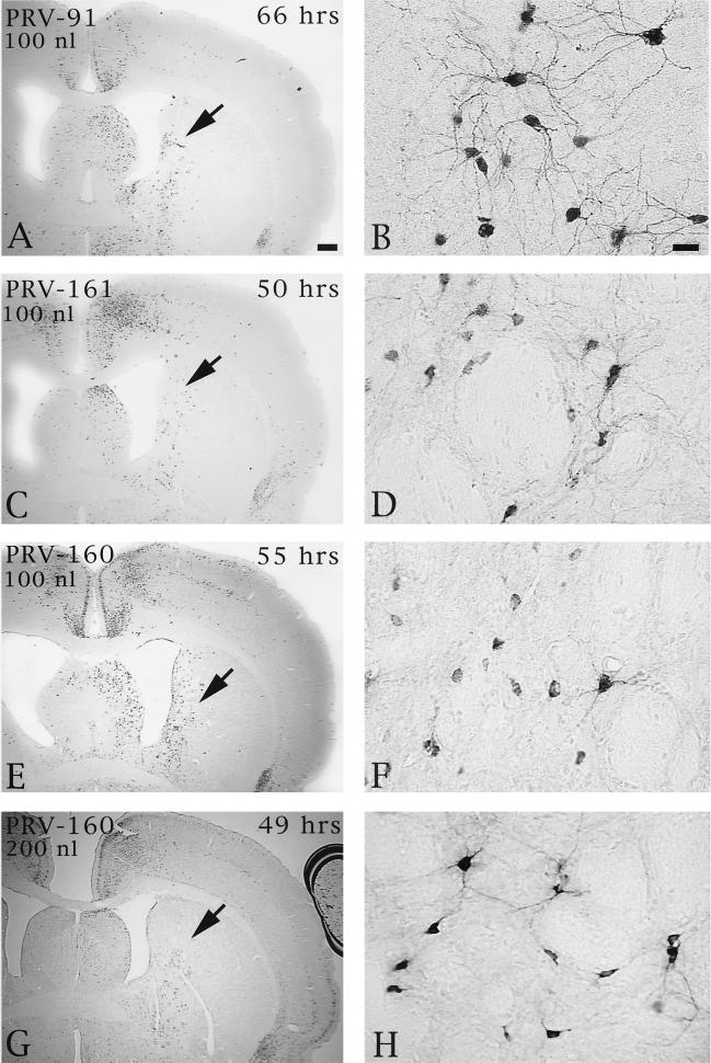 FIG. 6