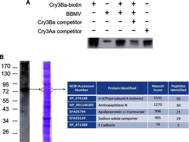 FIGURE 1.