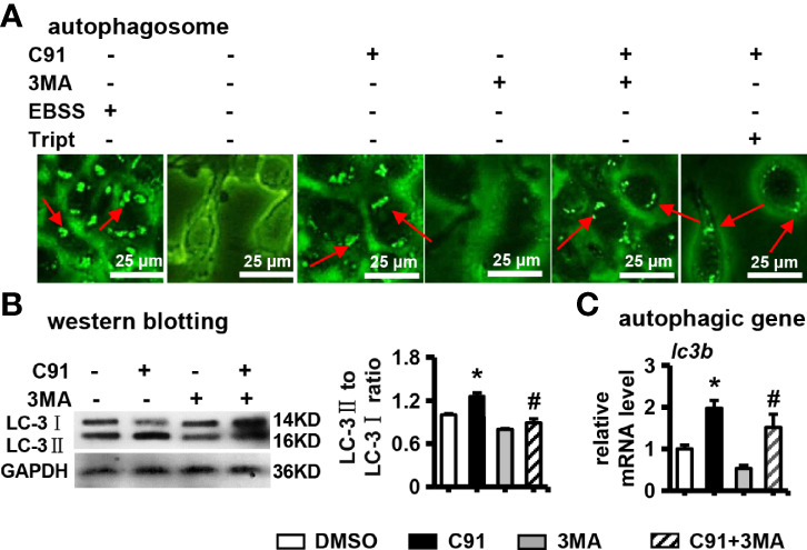 Figure 4