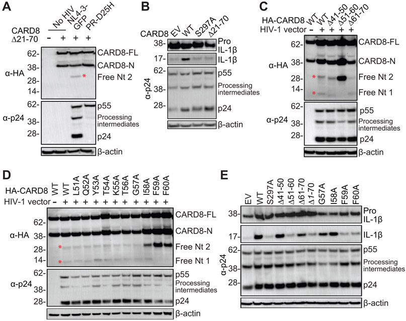 CARD8 is an inflammasome sensor for HIV-1 protease activity - PMC