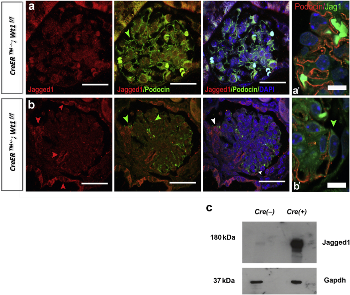 Figure 4