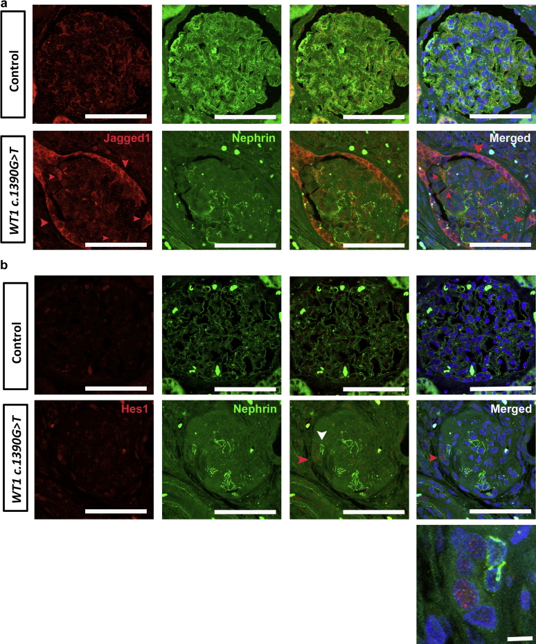 Figure 6