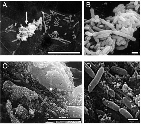 FIG. 7.