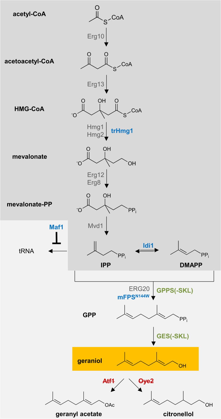 FIGURE 4