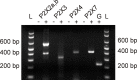 Figure 6.