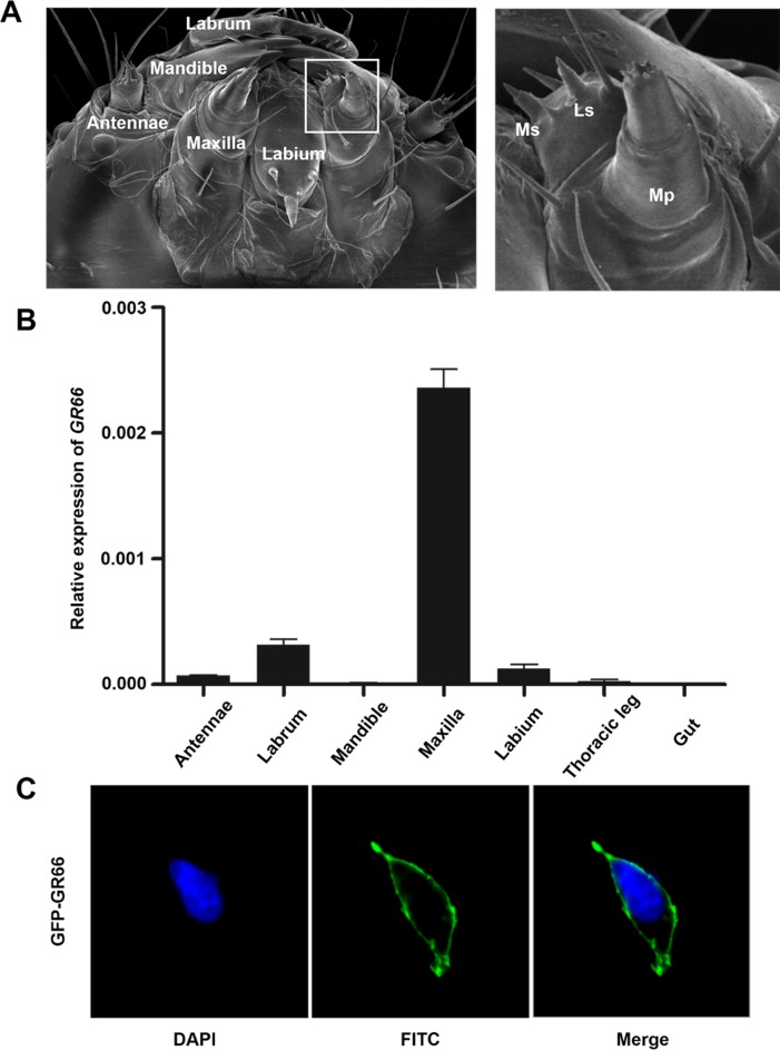 Fig 1