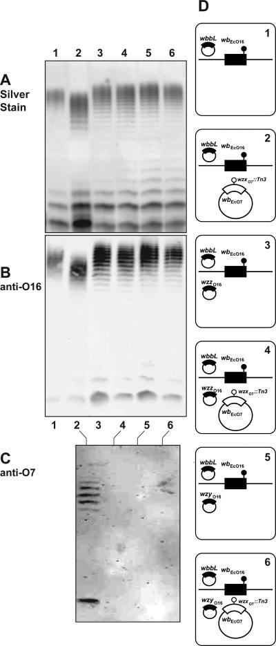 FIG. 8.