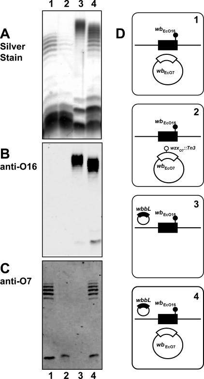 FIG. 7.