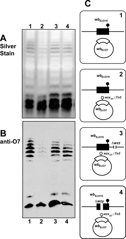 FIG. 10.